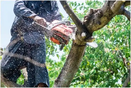 tree services Bath